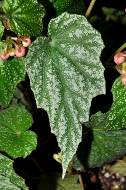 B. formosana f. albomaculata